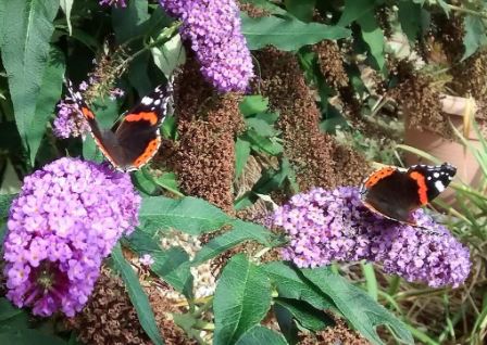 photograph of butterflies on a flower
